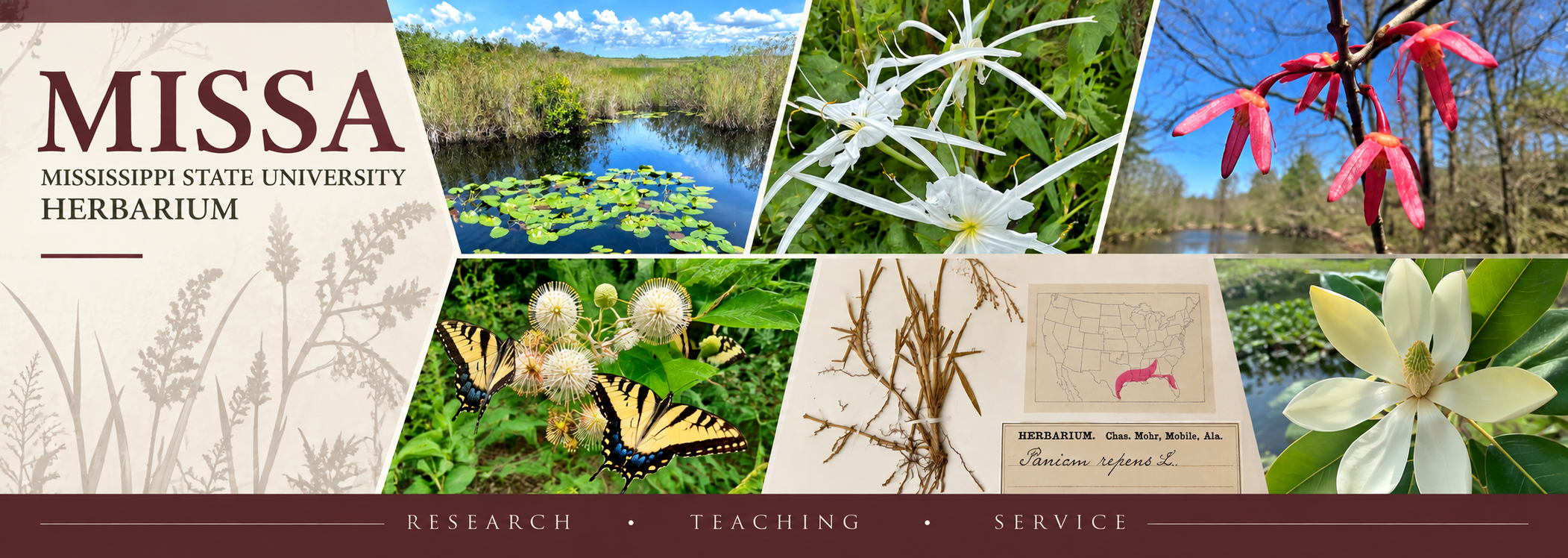 MISSA, Mississippi State University Herbarium. Collage of southeastern wetlands, native plants, butterflies, and an herbarium specimen. Research, Teaching, Service.